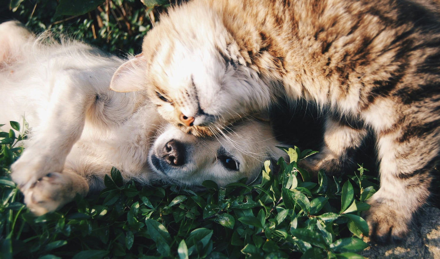 Pet Family